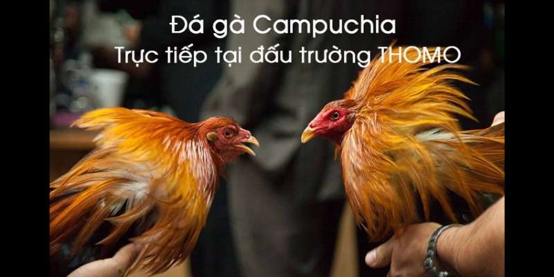 Đá gà Thomo, đấu trường danh giá tại Campuchia